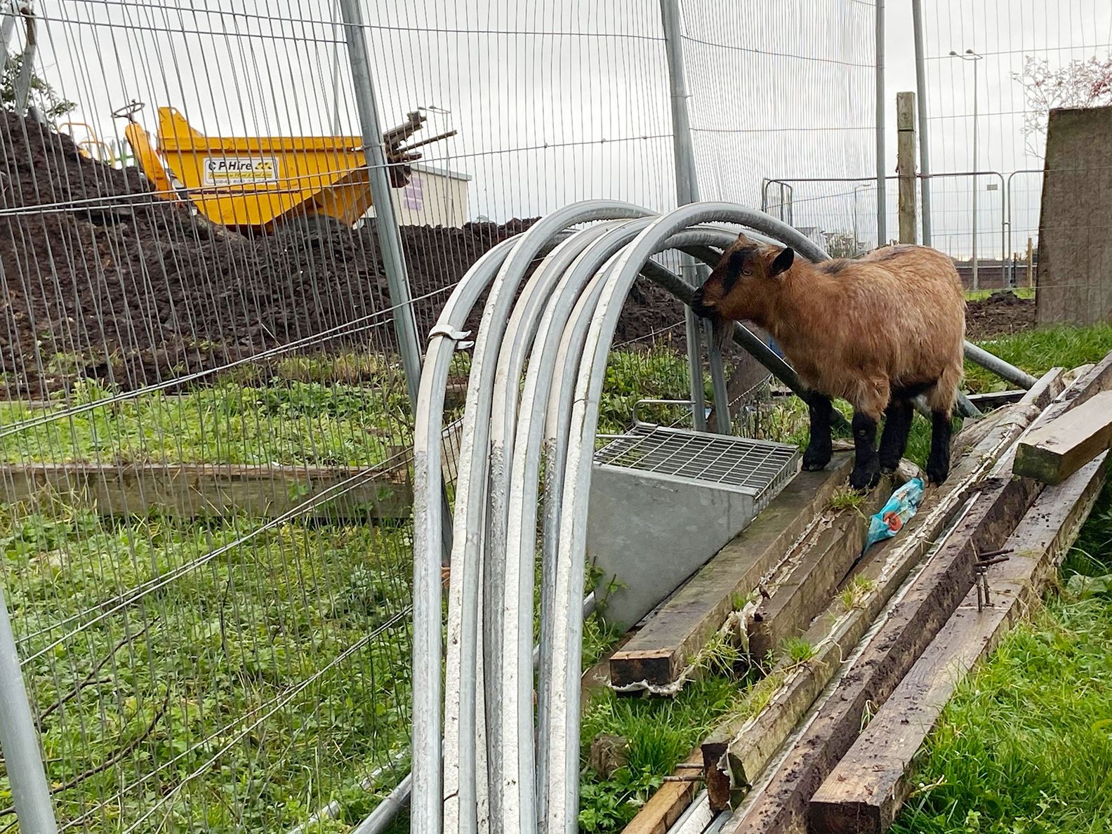 BUILDING SIGHT: A bemused goat looks on as all around work continues on the development of the urban farm near the Bog Meadow