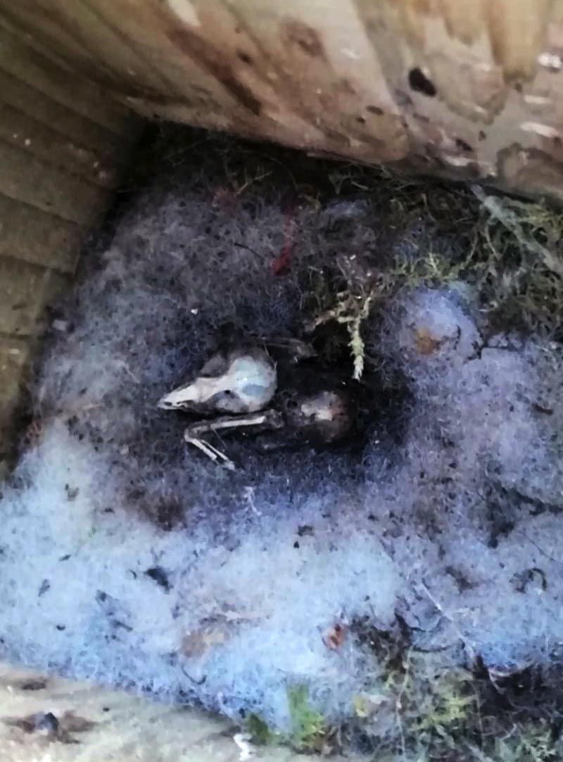 HOUSE OF HORRORS: The tiny skeleton of a chick found in Dúlra’s garden nestbox and  the bloodied carcass of a manx shearwater found at Belfast Docks