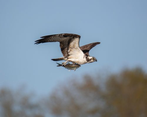 Larry Kirwan's View from America: Ospreys for company as I battled writer's block