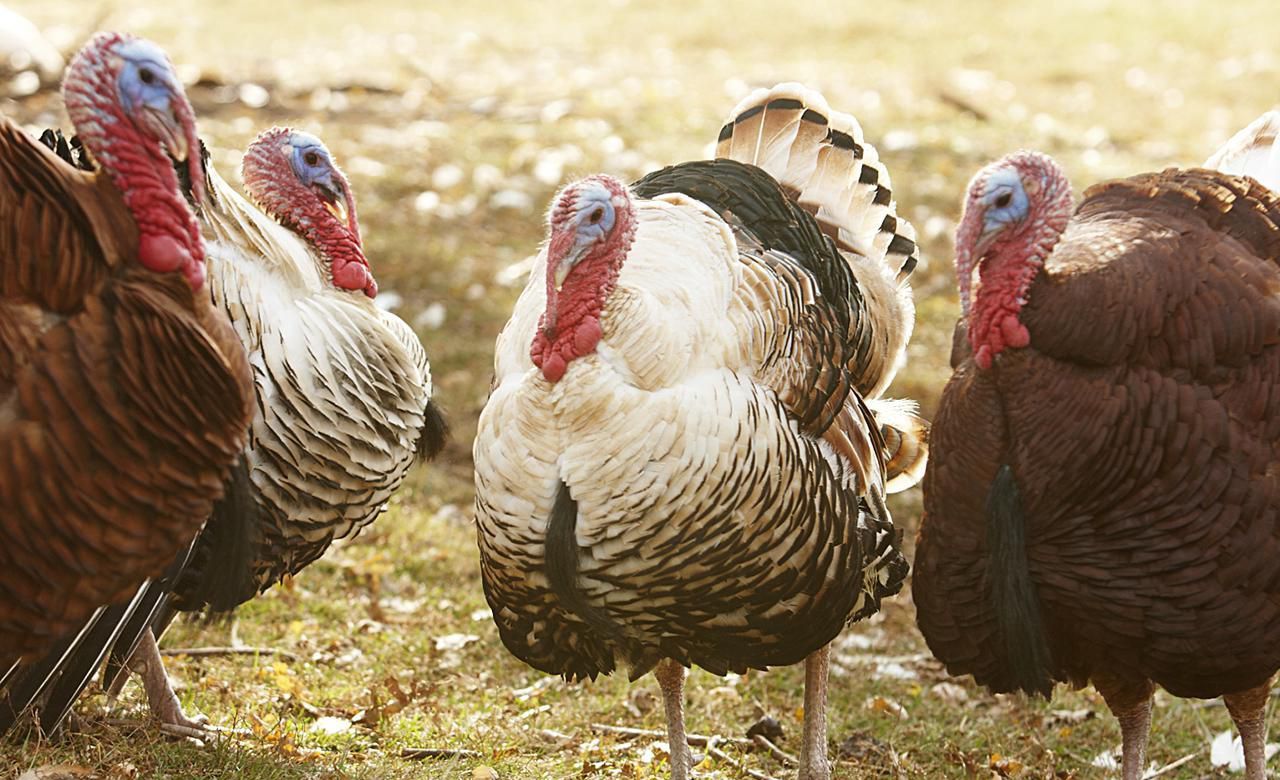 CLUCKING THICK: The turkey is not renowned for its intelligence