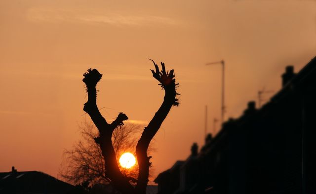 Holy cow! Coming to terms with the sunset of life