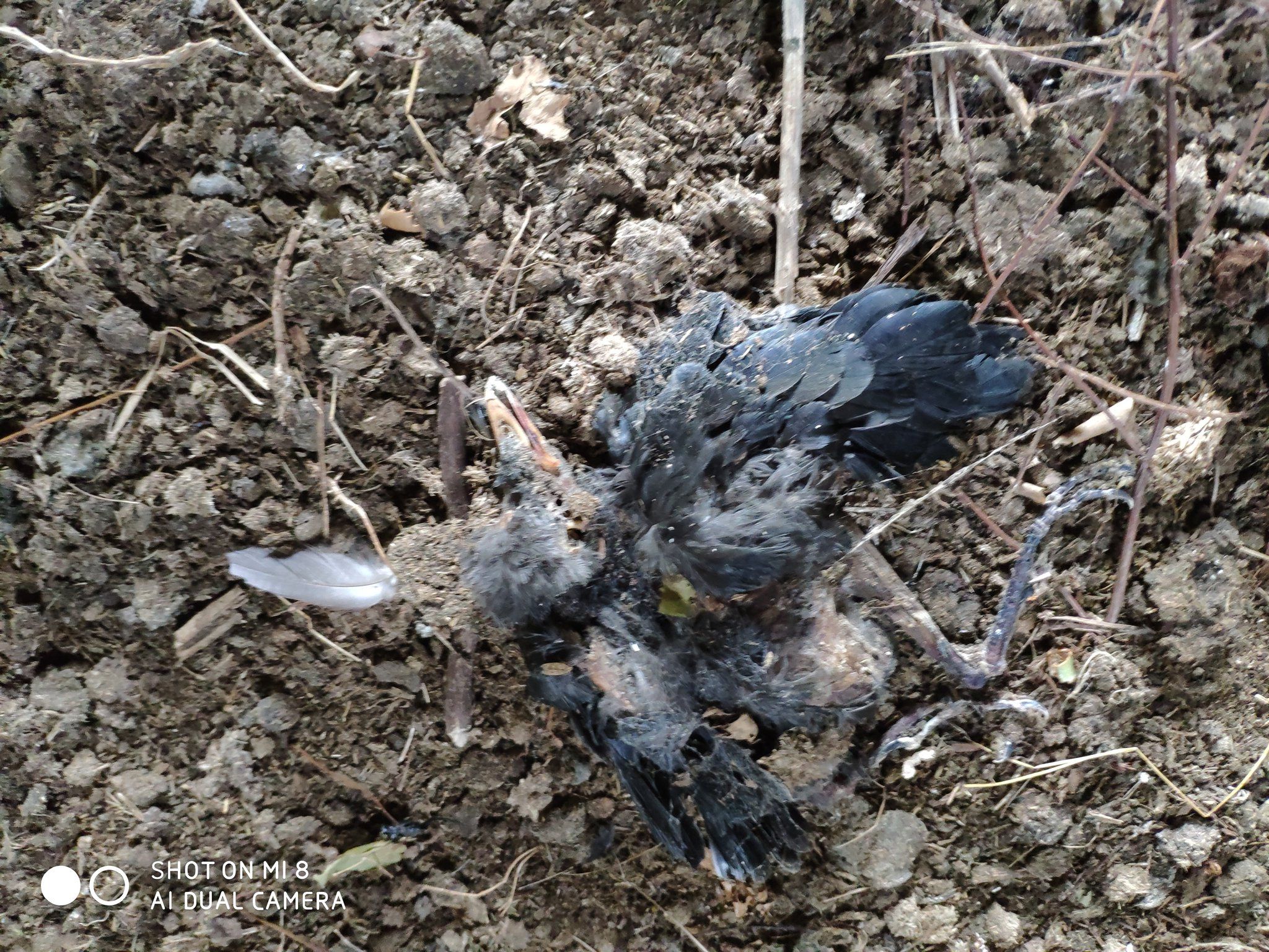 SHOCKING: The dead jackdaw chicks beside the wrecked nest