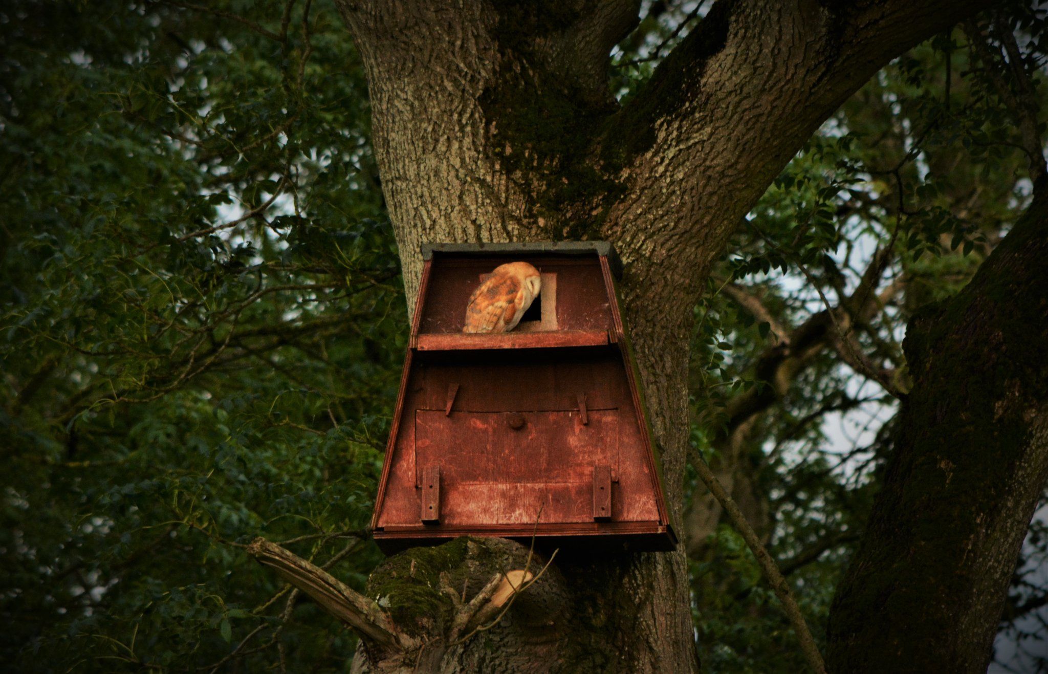 FIRST FLIGHT: The barn owl chick