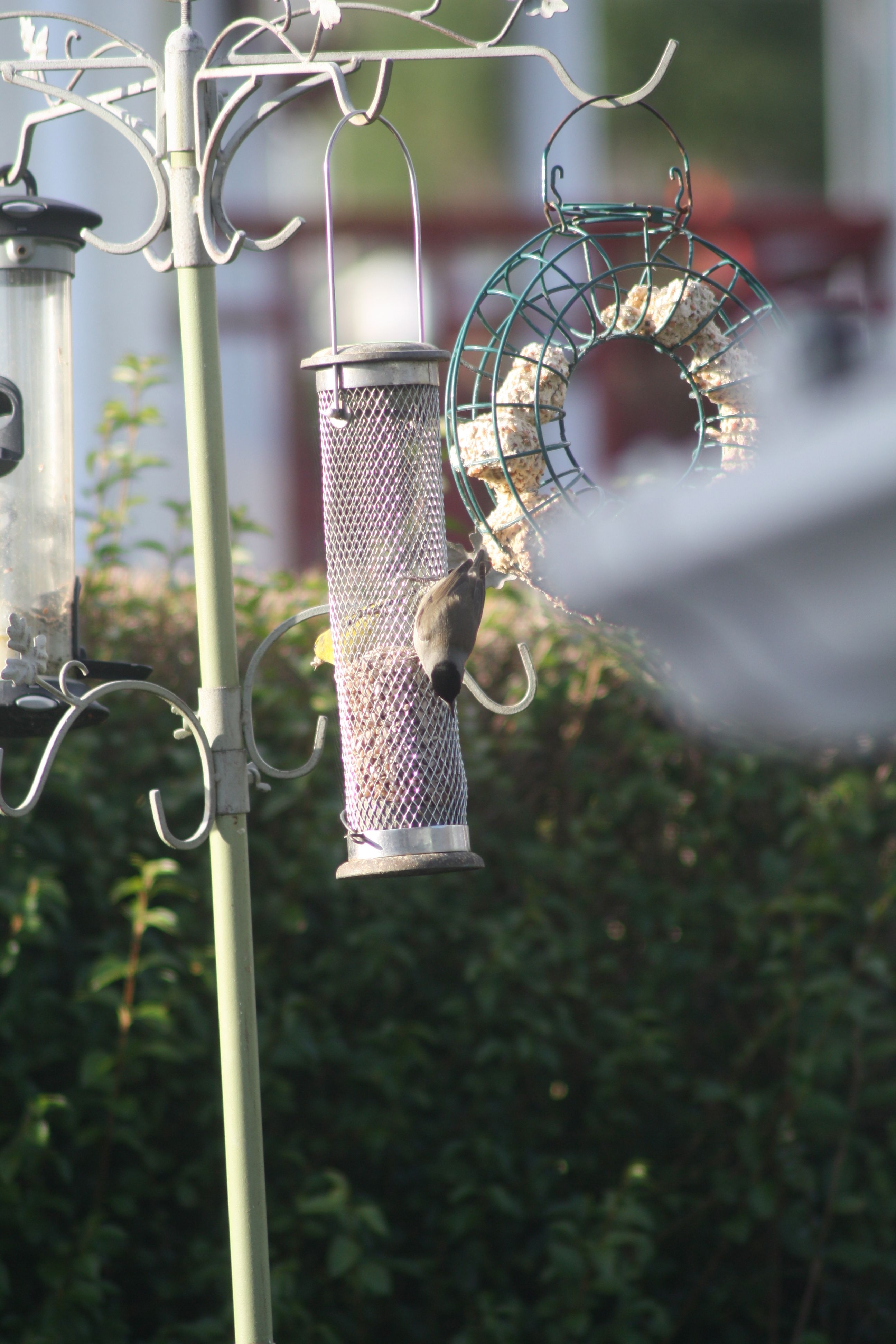 WELCOME VISITORS: A blackcap, above, and a great spotted woodpecker, below, feeding 