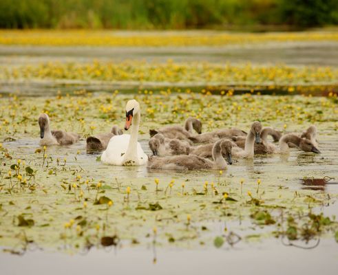 LIAM MURPHY: Our double-blessing of the Belfast Hills and the historic Waterworks