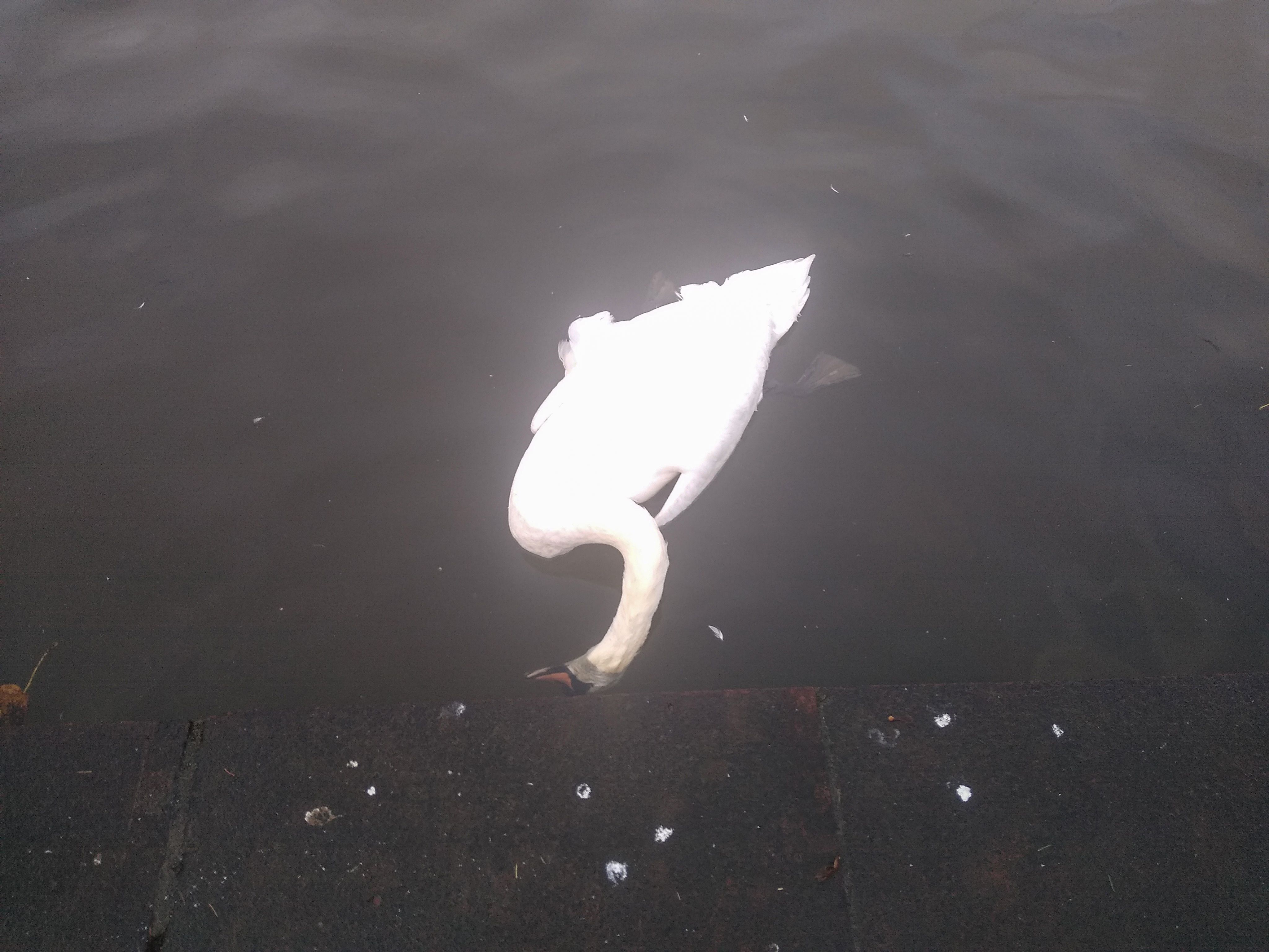 SUSPICION: The Department of Agriculture is examining the dead swan found in the Waterworks