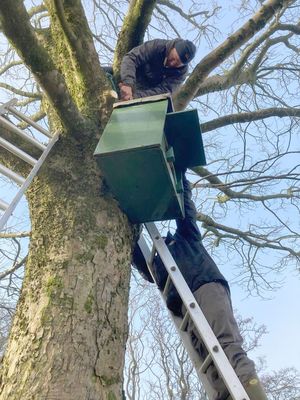 DÚLRA: Now Aidan goes in to bat for another species