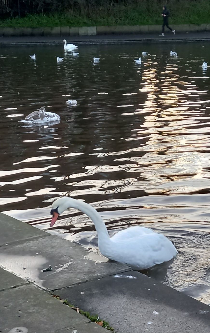 HEARTBREAKING: A bird flu-stricken swan is close to death and vainly trying to scramble out of the water; the popular North Belfast park is home to large flocks of swans, geese and ducks