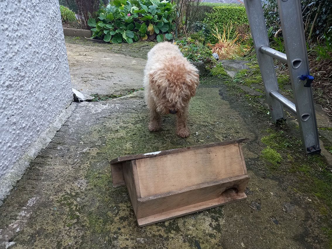 LOCKED-ON: Mac the Lakeland terrier is DNA-wired to hunt down mice and rats and he discovered that a starling’s nest on Dúlra’s wall has had a rather different kind of resident of late