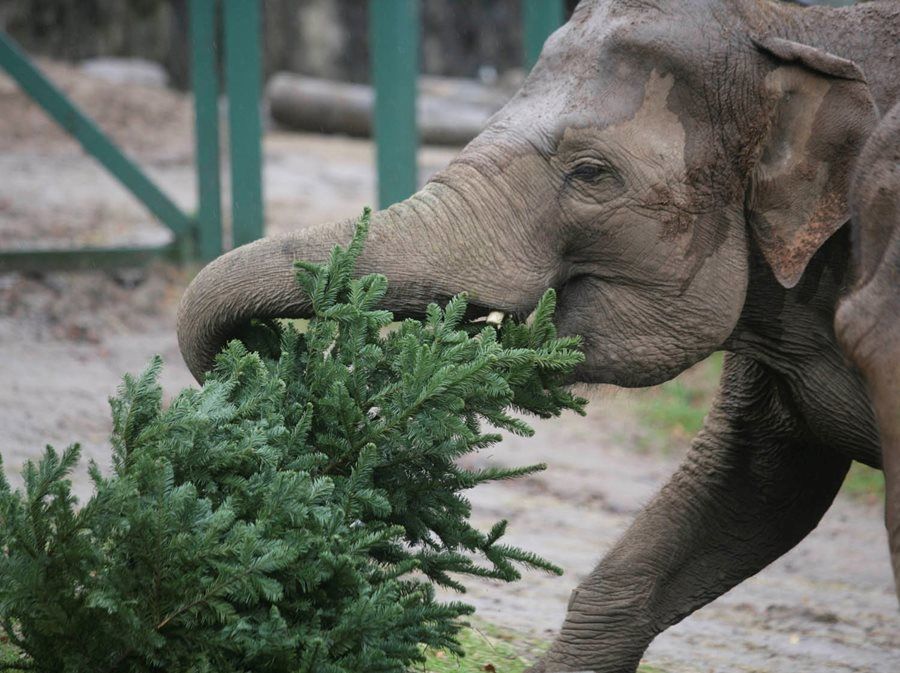 CHRISTMAS TREES: An elephant at Belfast Zoo enjoys a Christmas tree