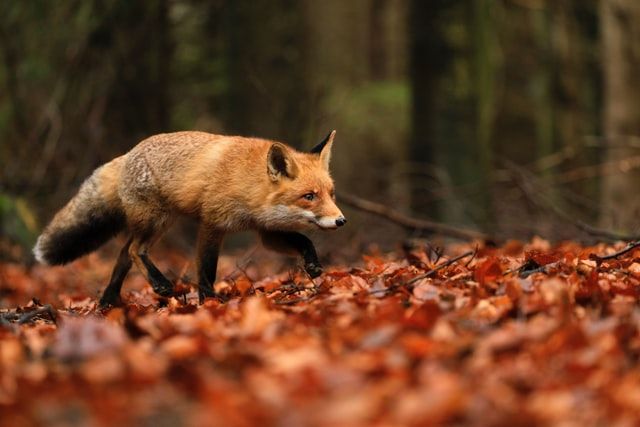DEBATE: Fox hunting has become a feature in political discourse in the North