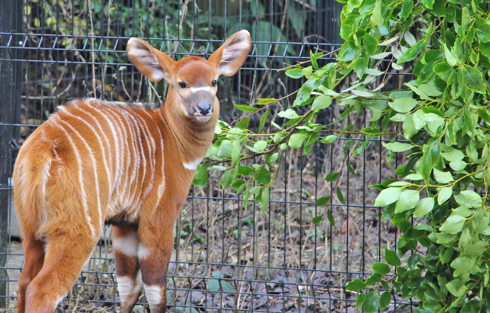 NEW ADDITION: Eastern bongo baby Nollaig was born in December