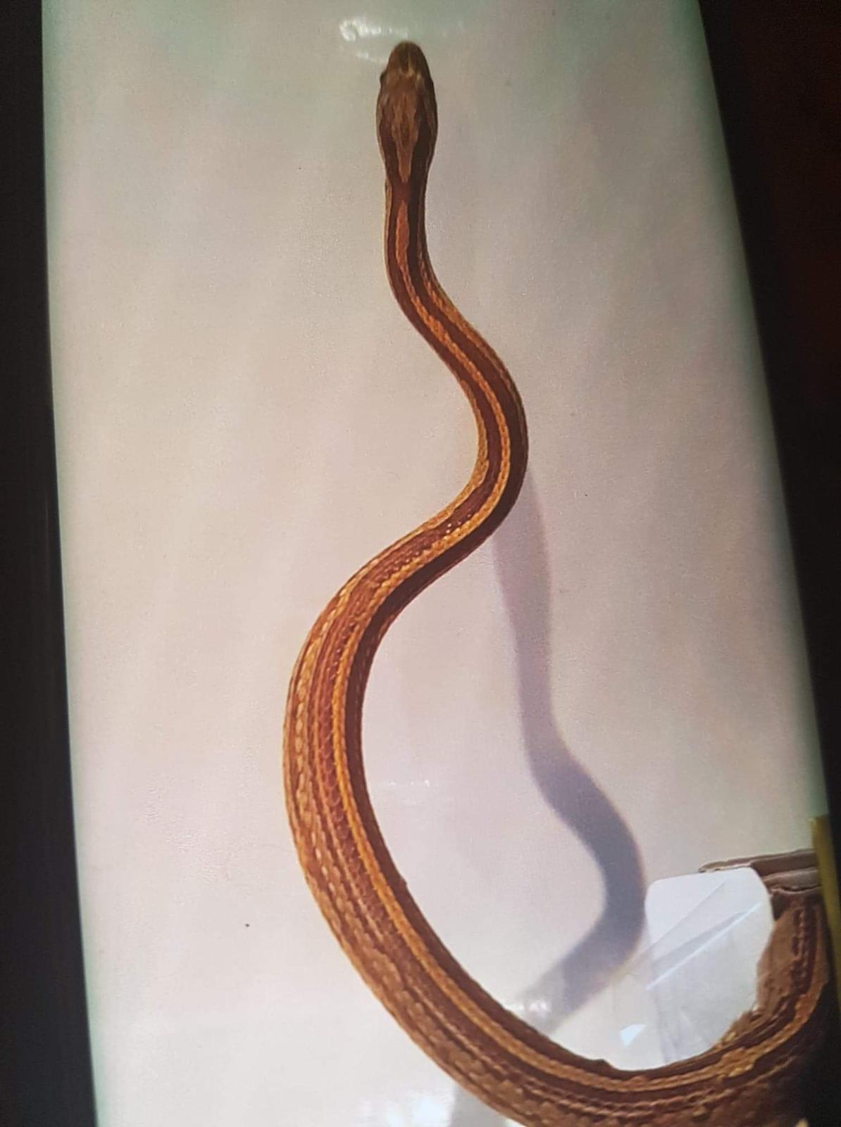 TOUR OF THE NORTH: The corn snake that was discovered in Whitewell