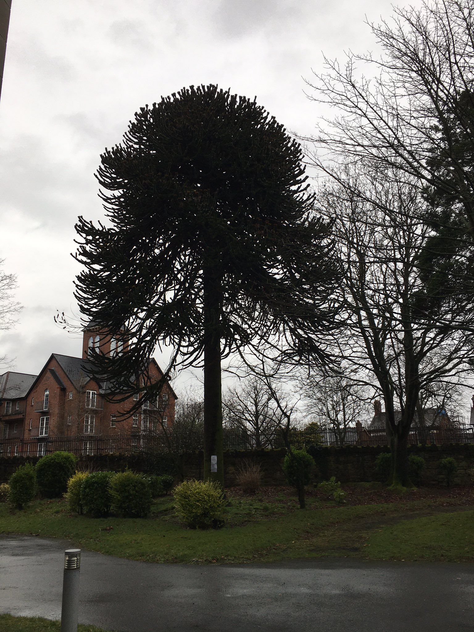 SAFE: The century-old trees in the grounds of Good Shepherd Church on the Ormeau Road