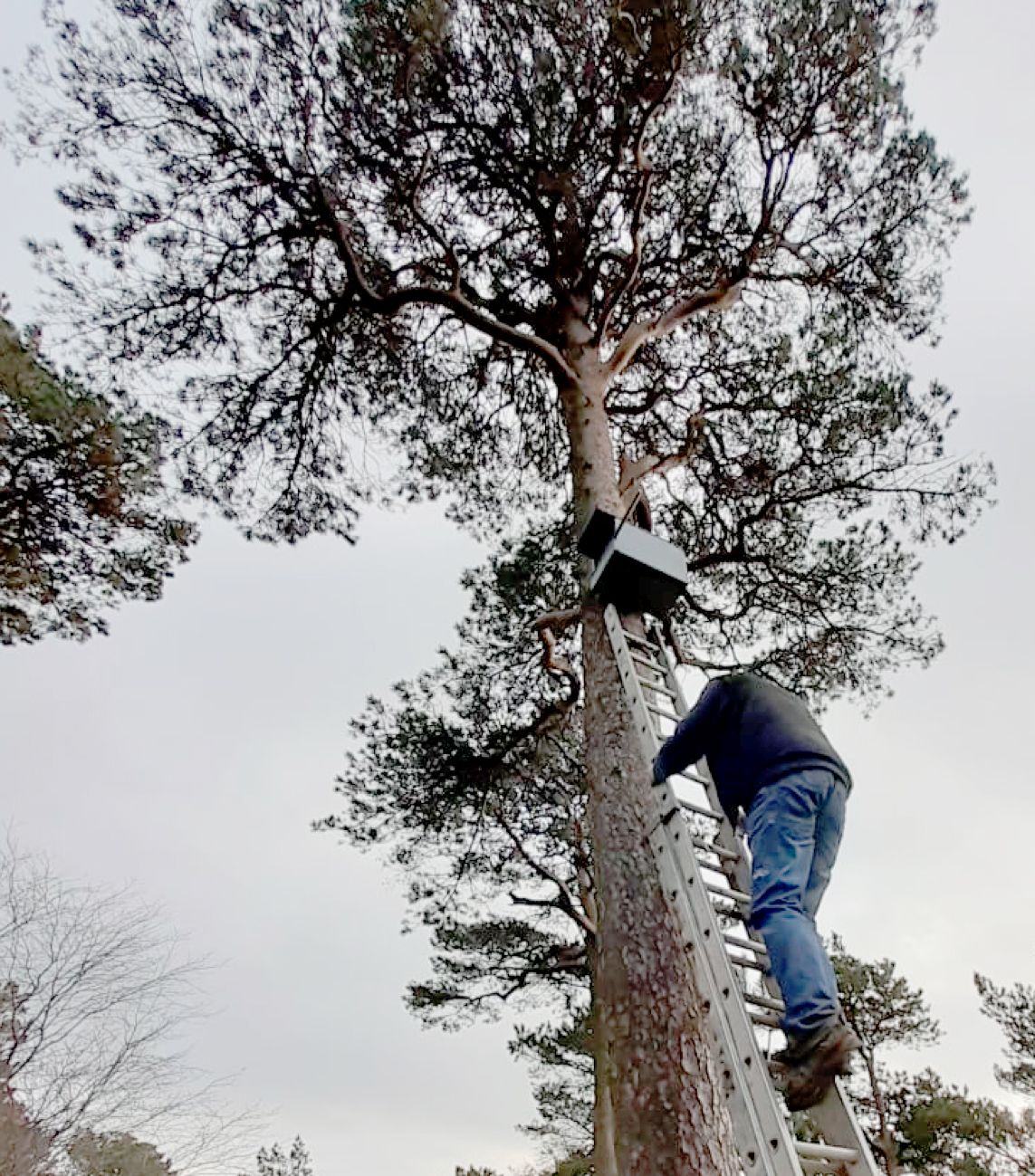 TEAMWORK: Andy scales the ladders to put up the kestrel nesting box on a Cave Hill pine tree