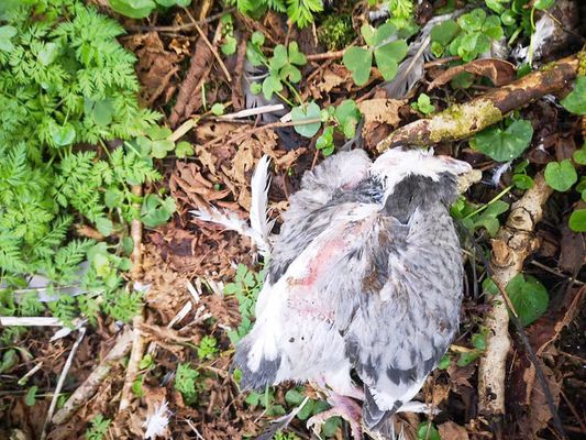 Nature-lovers blame pigeon-fanciers for turning Belfast Hills into killing fields for raptors