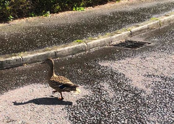 DÚLRA: Duck squad to the rescue in North Belfast