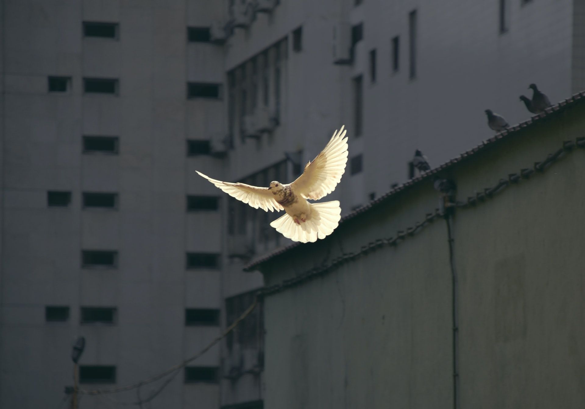 \"THE WONDER OF NOW\": A dove in flight in Lisbon, Portugal. 