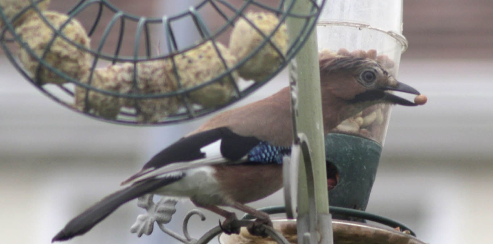 NUTS ABOUT NUTS: A jay in Dulra’s garden feeder