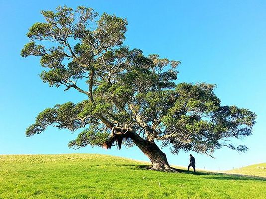 GRÁINNE NÍ GHILÍN: Tabhair croí isteach do chrann