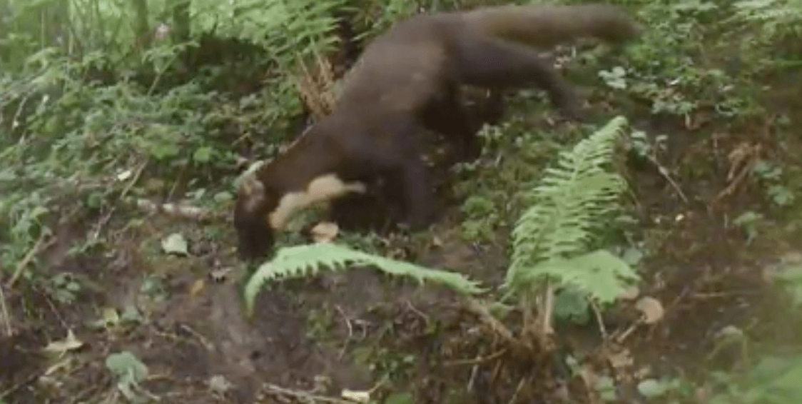 UNCOVERED: A pine marten spotted during daylight hours on the Belfast Hills