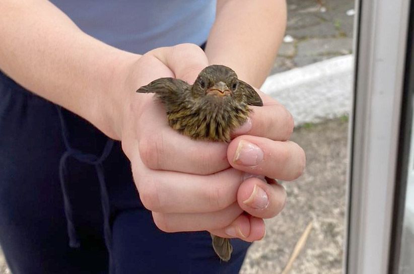 BIRDS GALORE: The wee dunnock looks a bit bemused to be carried from the kitchen.