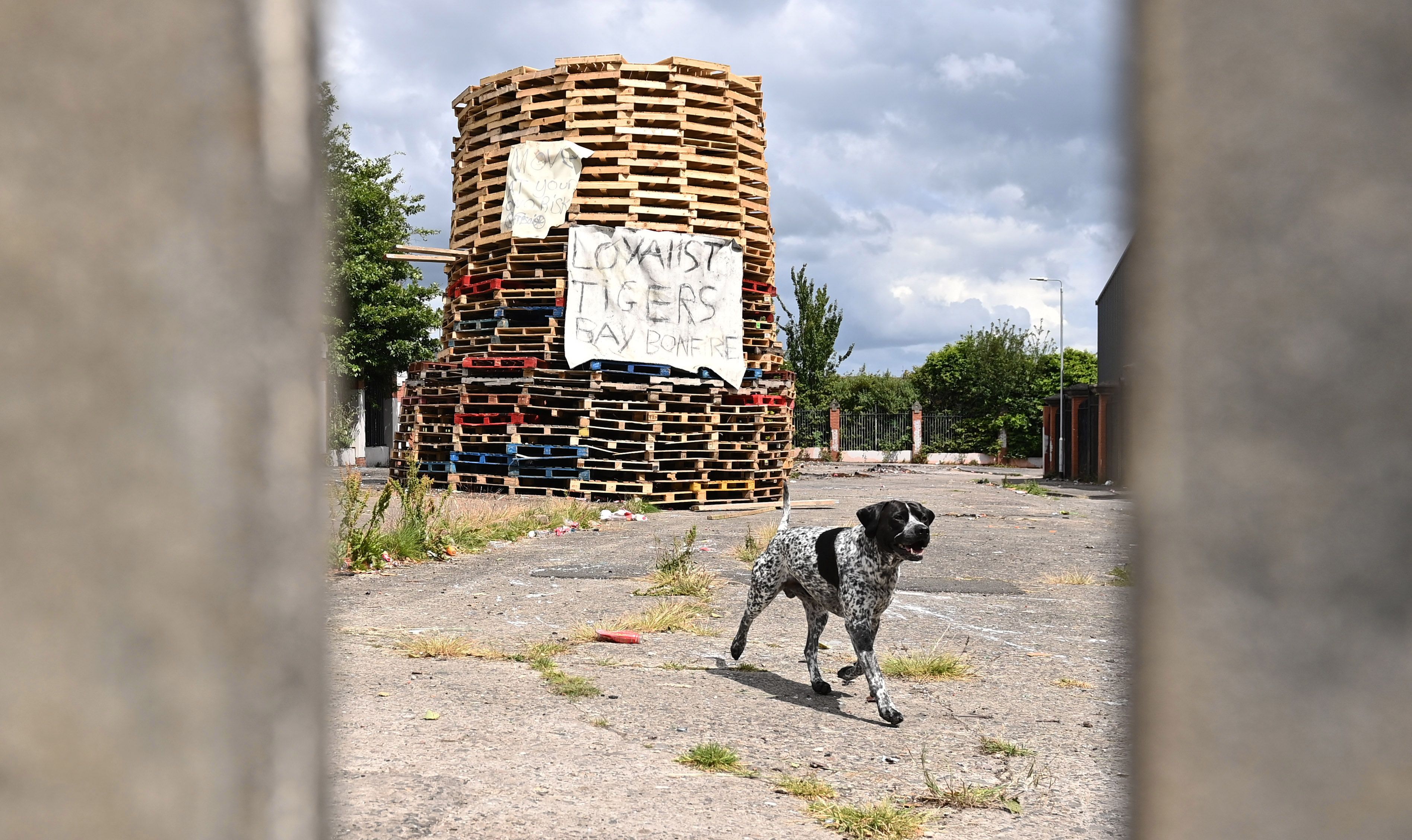 CHANGING TIMES: Even the loyal dogs aound the 11th night bonfires know what year it is