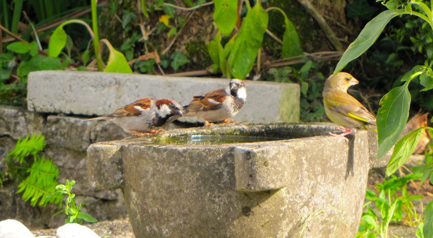 FÁILTE: Two house sparrows and a greenfinch on Dúlra’s water font – the sparrow may be a common bird to most people, but Dúlra has struggled to attract them to his garden over the past ten years