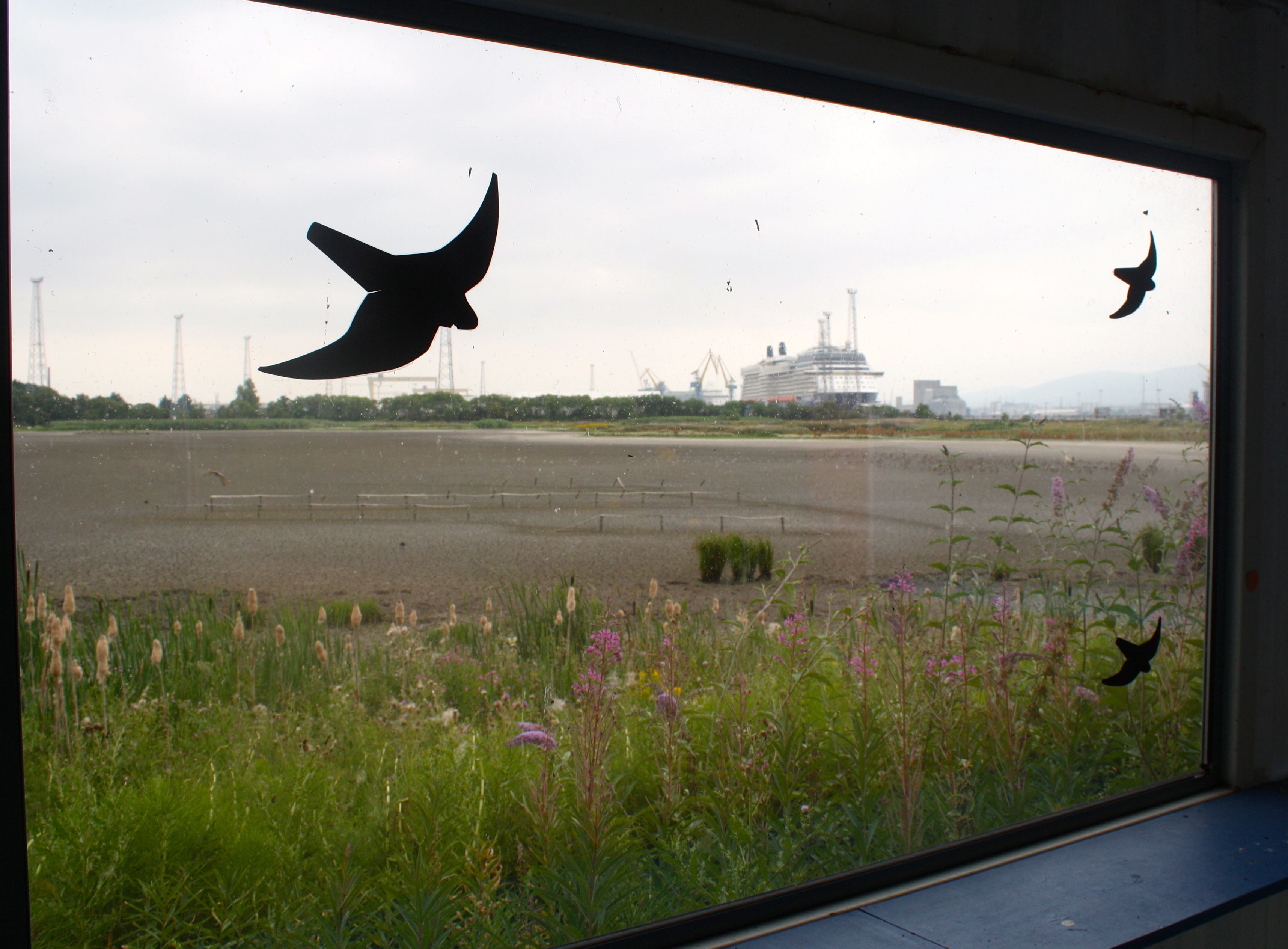 DRIED UP: A window on an arid world at Belfast docks where searing temperatures have turned the lagoon into a desert; below, the Glen Road roundabout has become a valuable haven for pollinators