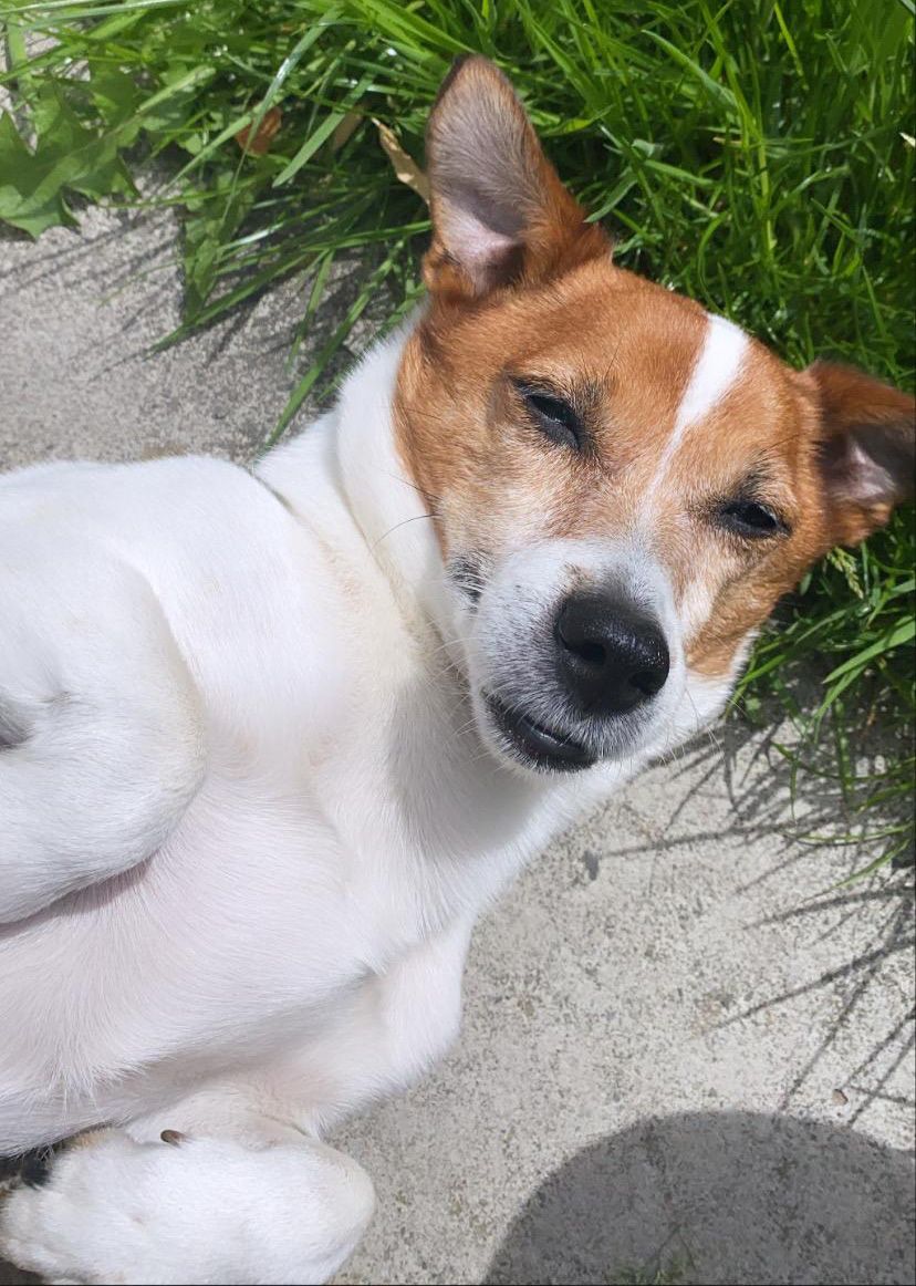 SPECIAL FRIEND: Páid taking it easy – owning a Jack Russell is a challenging but rewarding business