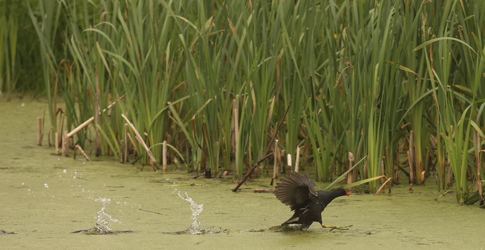 STAGNANT: A moorhen takes off from the Half Moon Lake