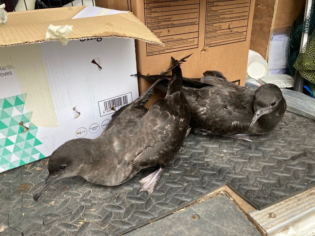 DECKHANDS: The pair of sooty shearwaters, distracted by the bright lights of the cruise liner, landed and were unable to take off; below, Debbie sets them free at Whitehead to continue their migration