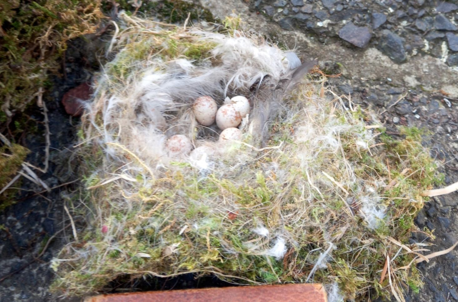 ABANDONED: Why the blue tit parents left the eggs is not certain – one may have been taken by a hawk; below, Mac with the great tit nest that has been raised by the pair to prevent another tragedy