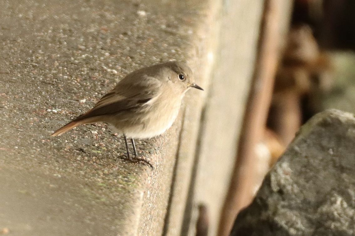 FÁILTE: On a concrete wavebreaker at Whitehead, the rare and lovely black redstart is alert for flies – similar to a robin but without the red breast, it has never bred in Ireland and is very rare in Britain