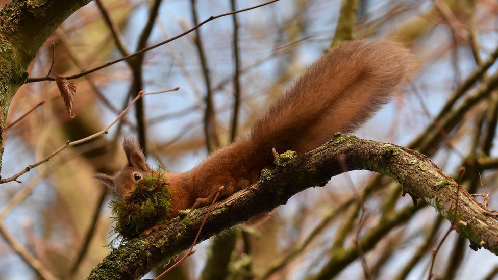 SURVEY: There is new research into the native red squirrel 