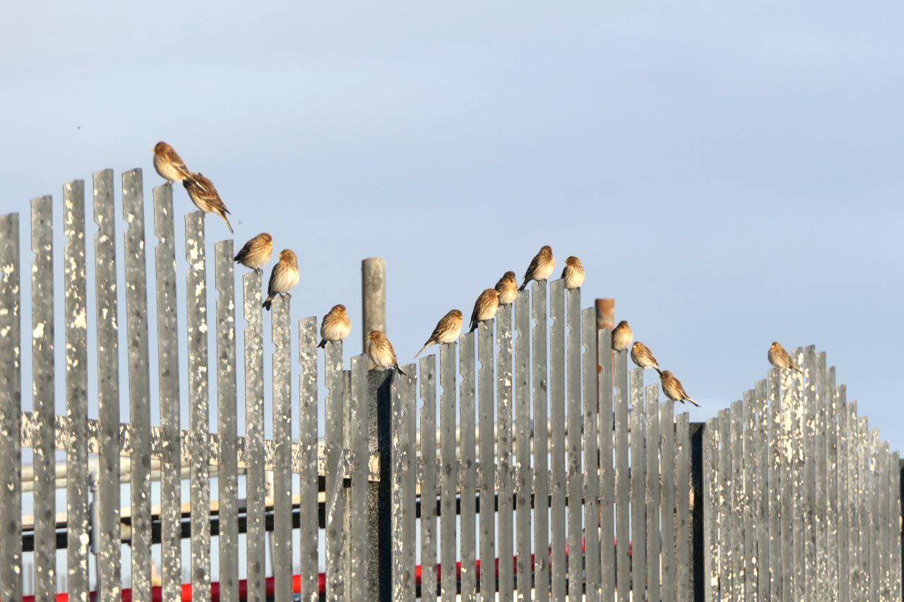 THREATENED: 15 twites on railings near Whitehead pier were a rare and beautiful sight; rapidly diminishing habitat means this flock is likely the entire population of eastern Ulster
