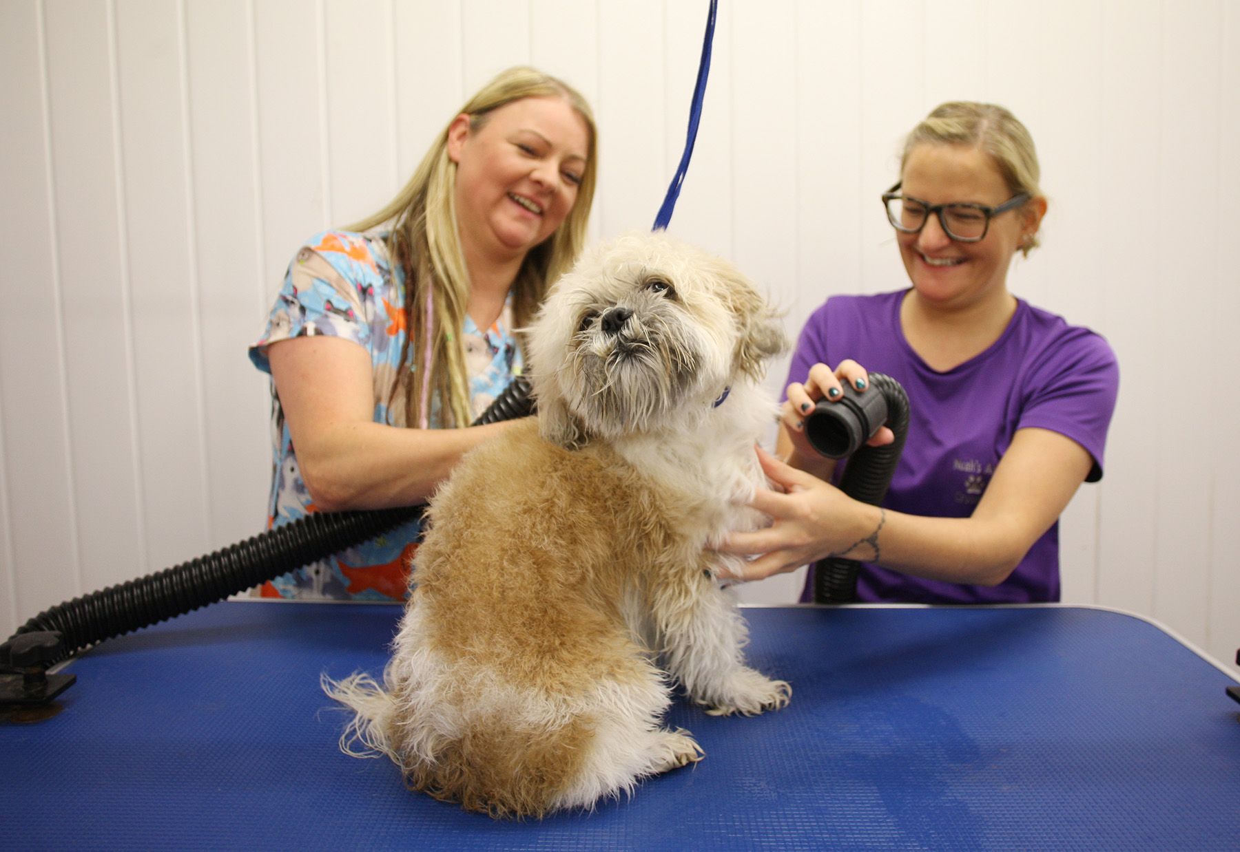 Noah's shop ark grooming