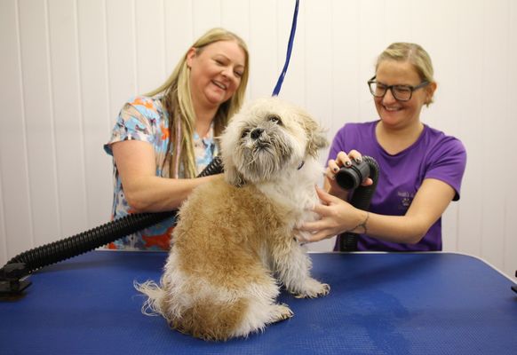 Noah's ark deals mobile grooming