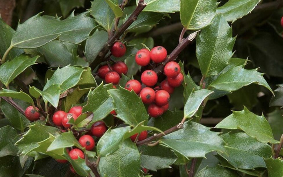 ICONIC: The contrast of red berries with green holly leaves is a Christmas classic