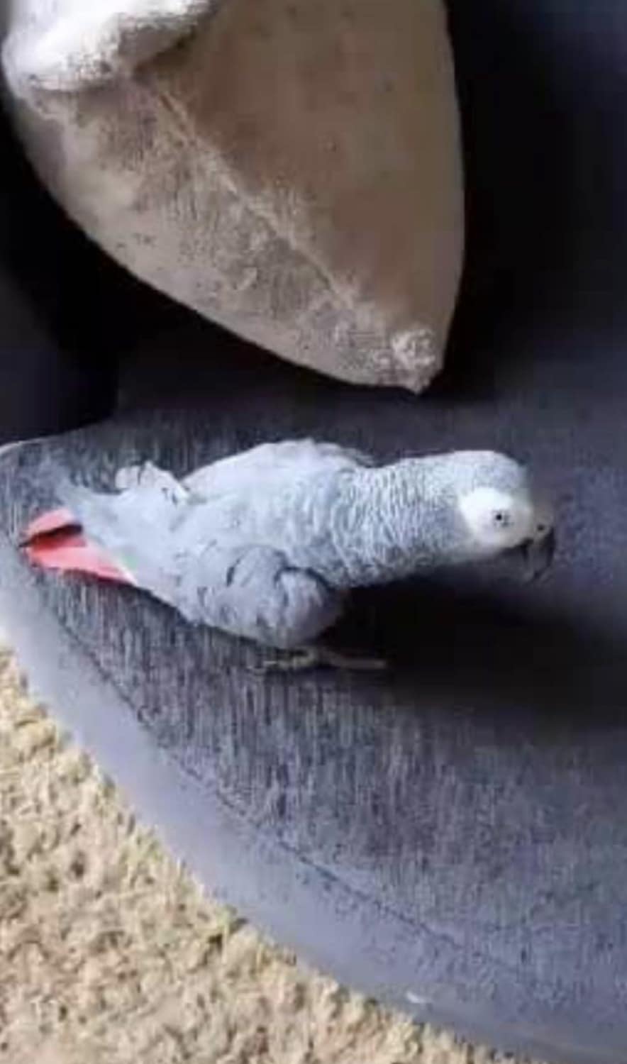 MISSING: The African Grey parrot went missing from Ophir Gardens today
