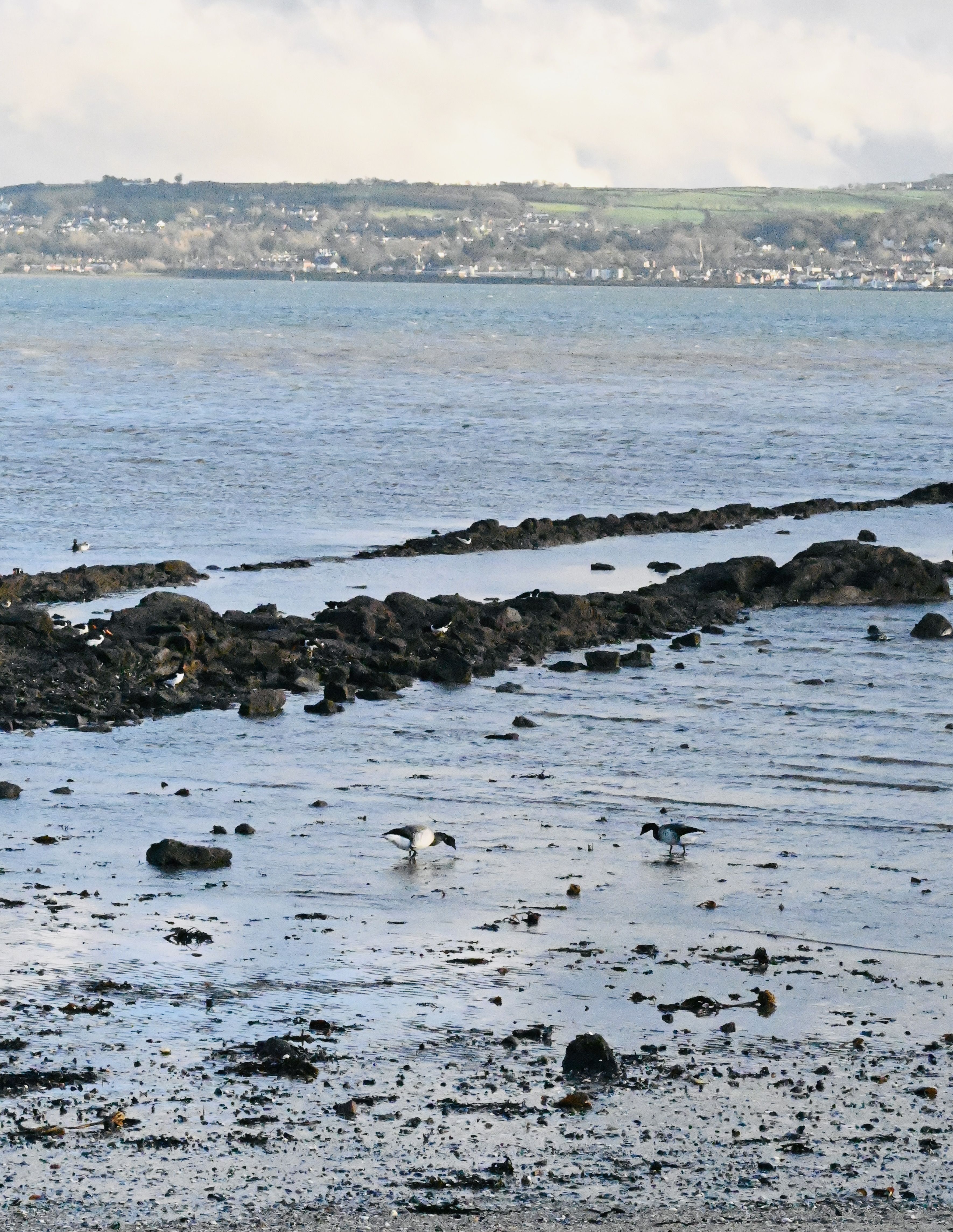 SUMMER HOLIDAYS: For the brent geese on Belfast Lough our winters are balmy 