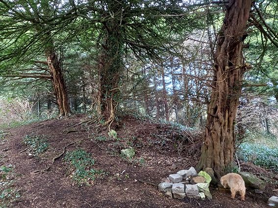  THREATENED: After the loss of the rich Airfield House habitat, the magnificent and precious yews on the site of the former St Clement’s Retreat House off the Antrim Road are jeopardised by development