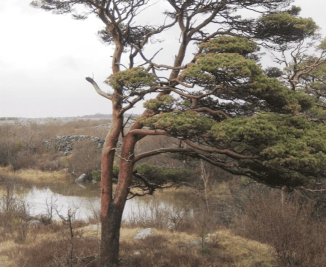 NATIVE: The Irish Scots pine is no longer considered invasive