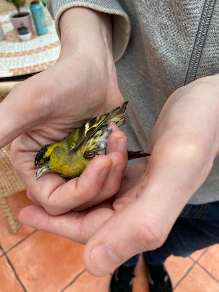 SPOOKED: A flock of 40 siskins panicked and flew quickly away from Dúlra’s sunflower feeders – this one went straight into the kitchen window; thankfully he’s fine and off with his mate to build a nest