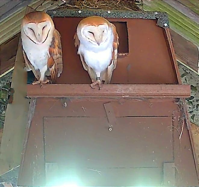 TOGETHER: The local mating pair of barn owls