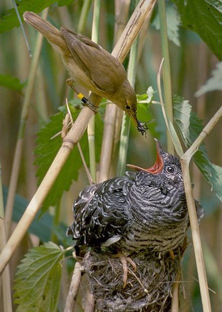 NATURE IN ACTION: A reed warbler feeds a cuckoo chick