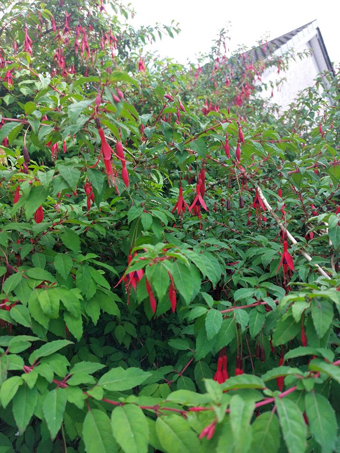 SUMMER THOUGHTS: Warm memories of granda and Nana’s fuchsia and roses help to lift the mood