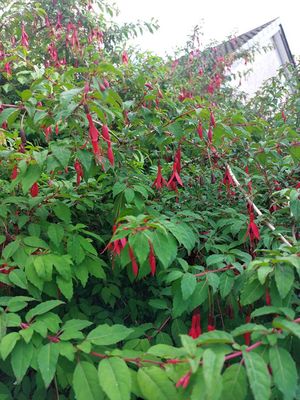 ANDRÉE MURPHY: Back to the fuchsia for a visit to Nana’s oasis