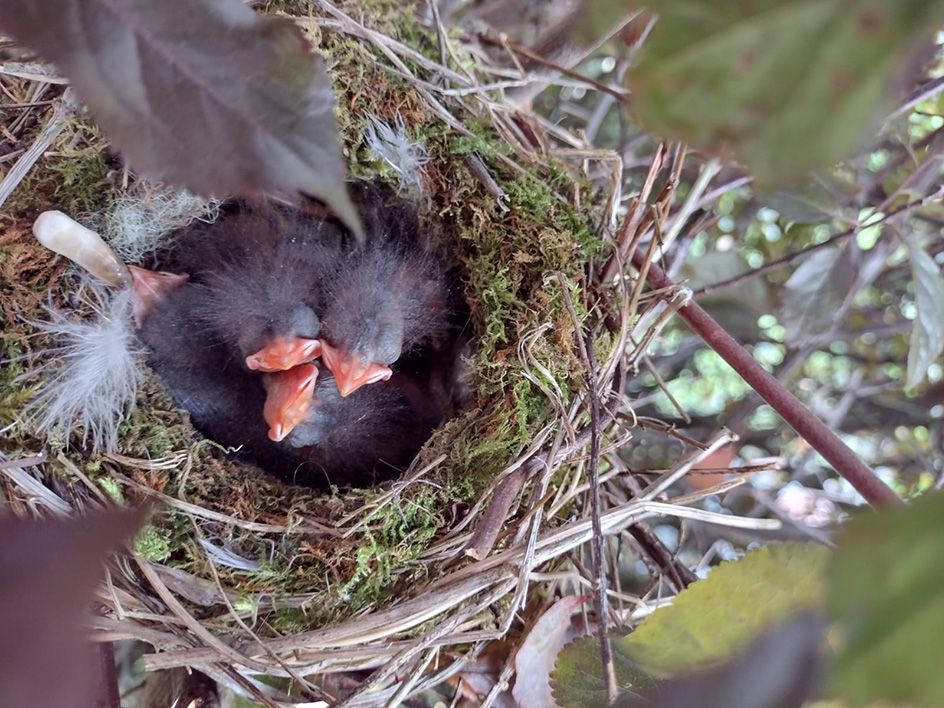 WELL-HIDDEN: Four dunnock chicks are cosy and secure in their beech tree nest which the parents keep a closely-guarded secret