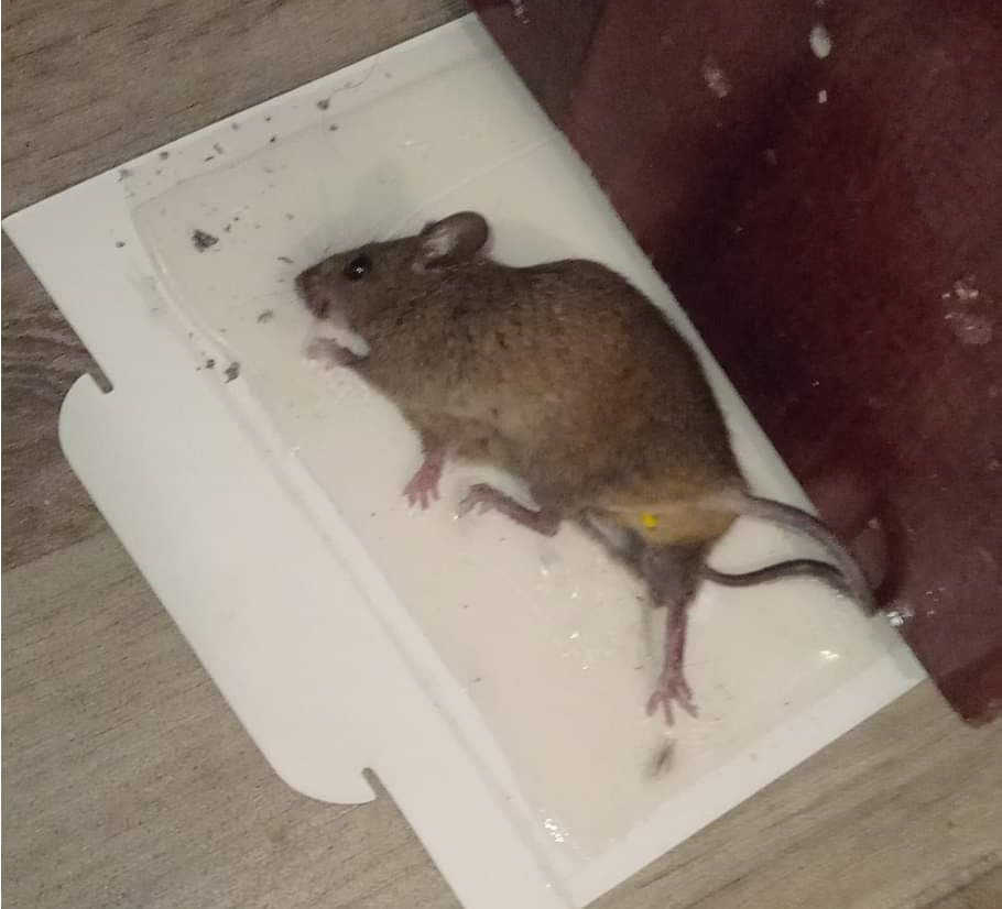 TRAPPED: One of the rats that was caught in recent weeks